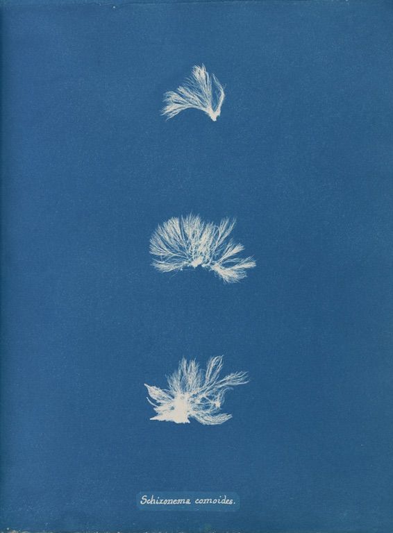 Vintage botanical illustration of three fern-like plants on a blue background with the text "Schizonema comoïdes."