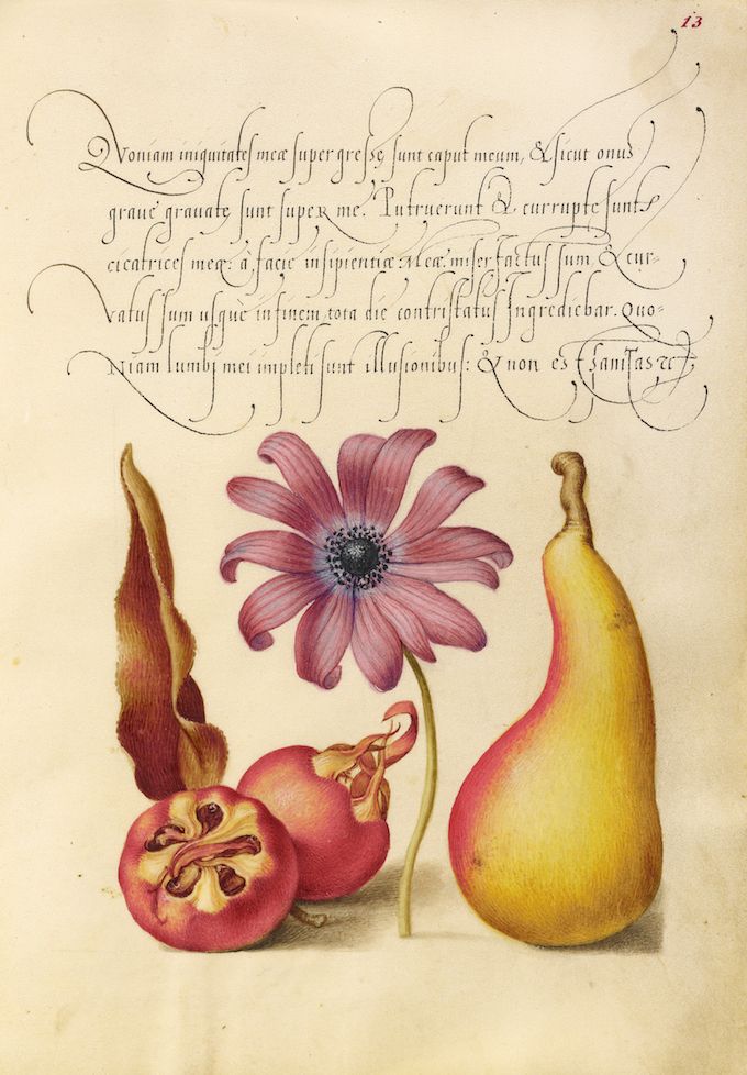 Vintage botanical illustration of a pink dahlia flower, pomegranate, and pear with ornate Latin text.