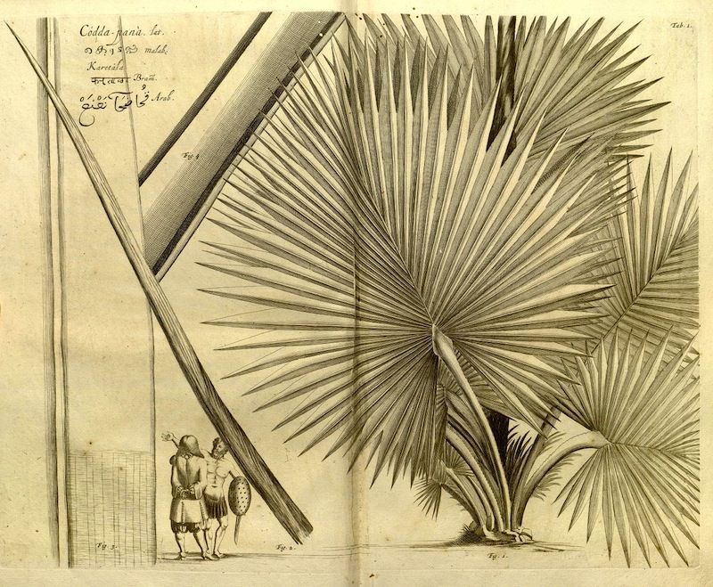 Vintage botanical illustration of a large palm leaf with a person standing nearby.