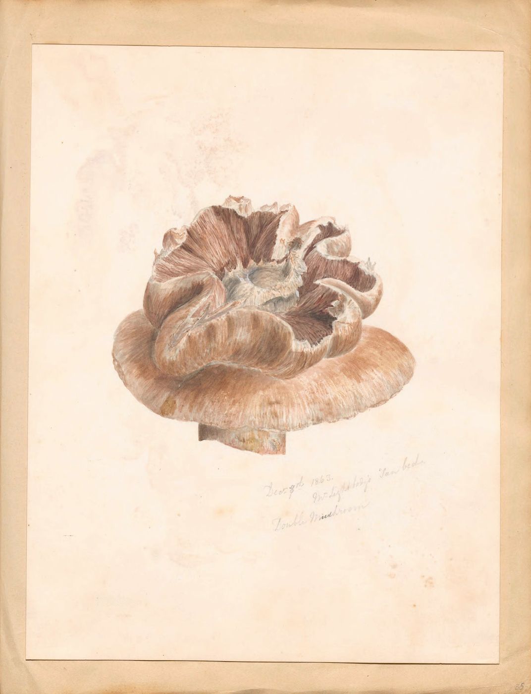 A delicate watercolor drawing of a mushroom on aged, off-white paper.