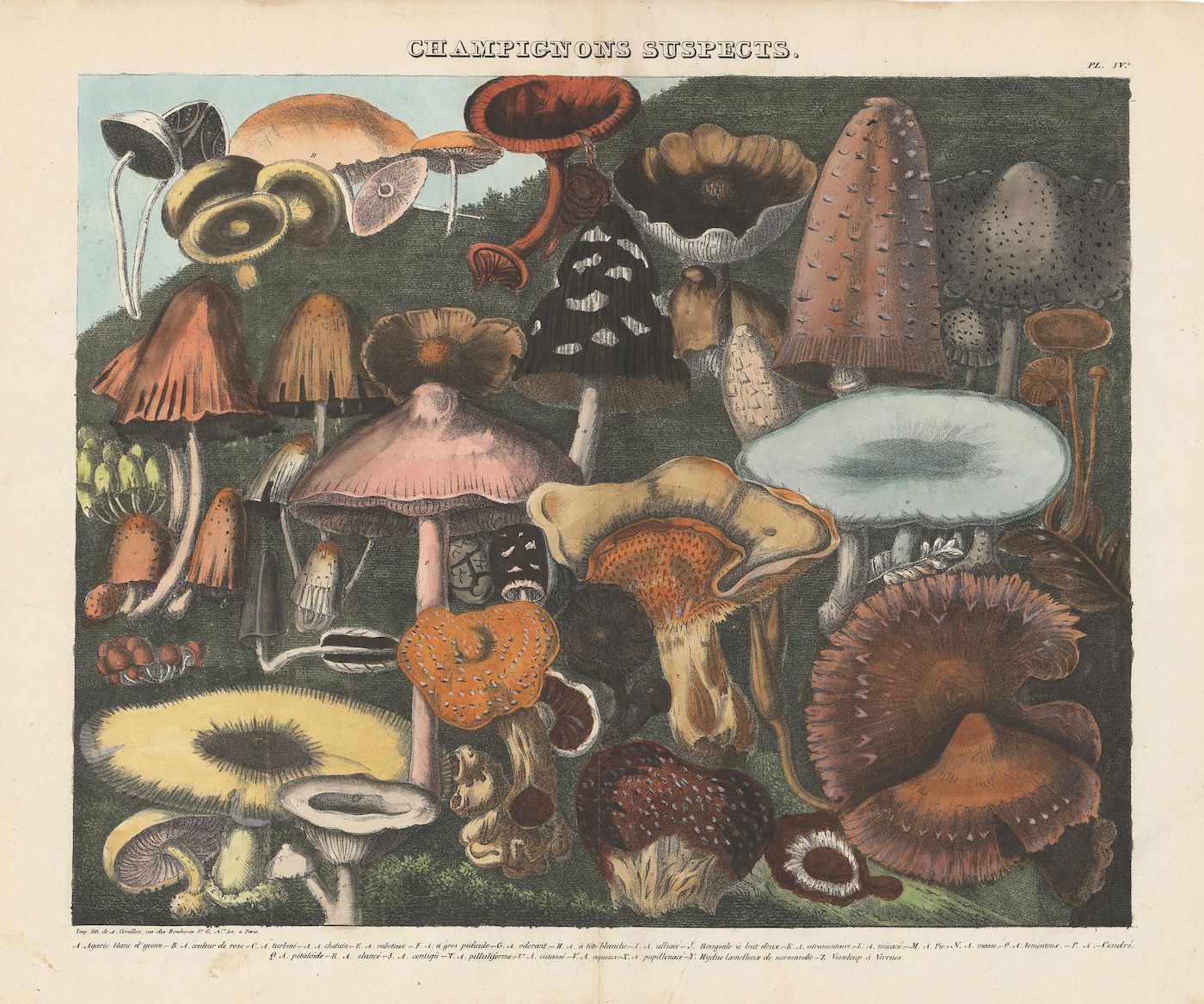 A vintage botanical illustration titled "Champignons Suspects" (Suspect Mushrooms) showcasing a variety of mushrooms.