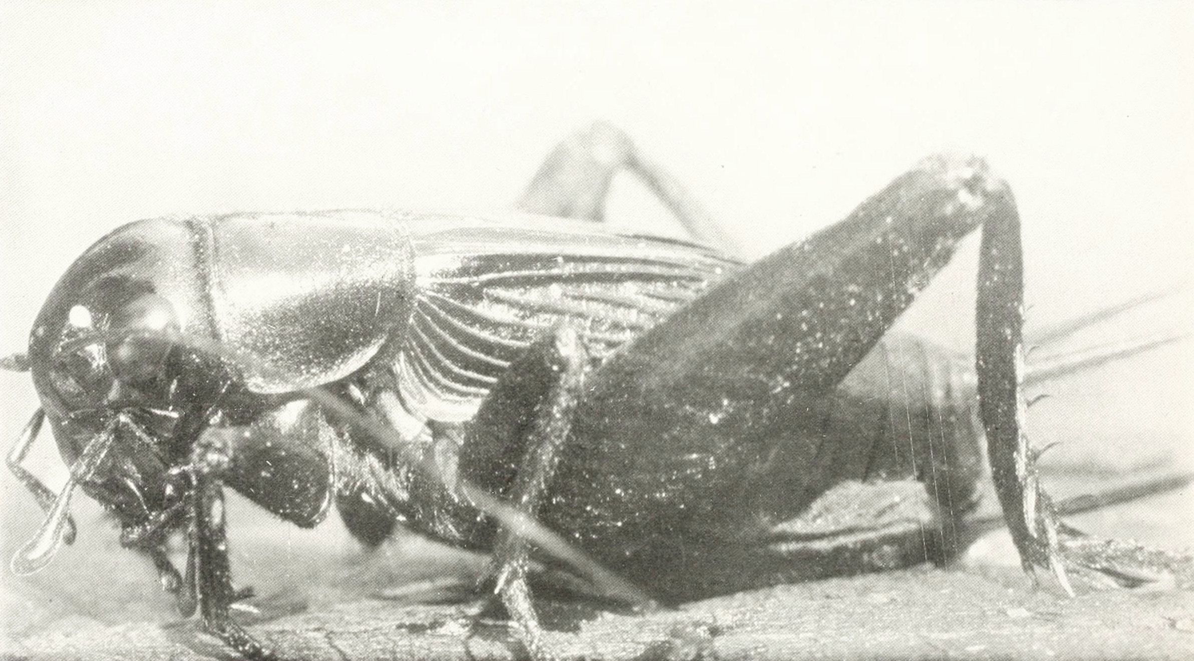 A vintage black and white photograph of a large grasshopper or cricket.