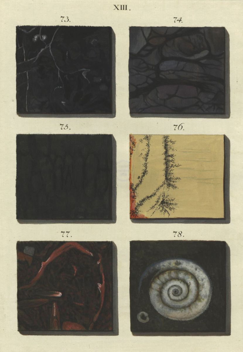 A vintage scientific illustration featuring six rectangular images arranged in a 2x3 grid, each labeled with a number (73-78). The images appear to be microscopic views of cellular structures or biological patterns.