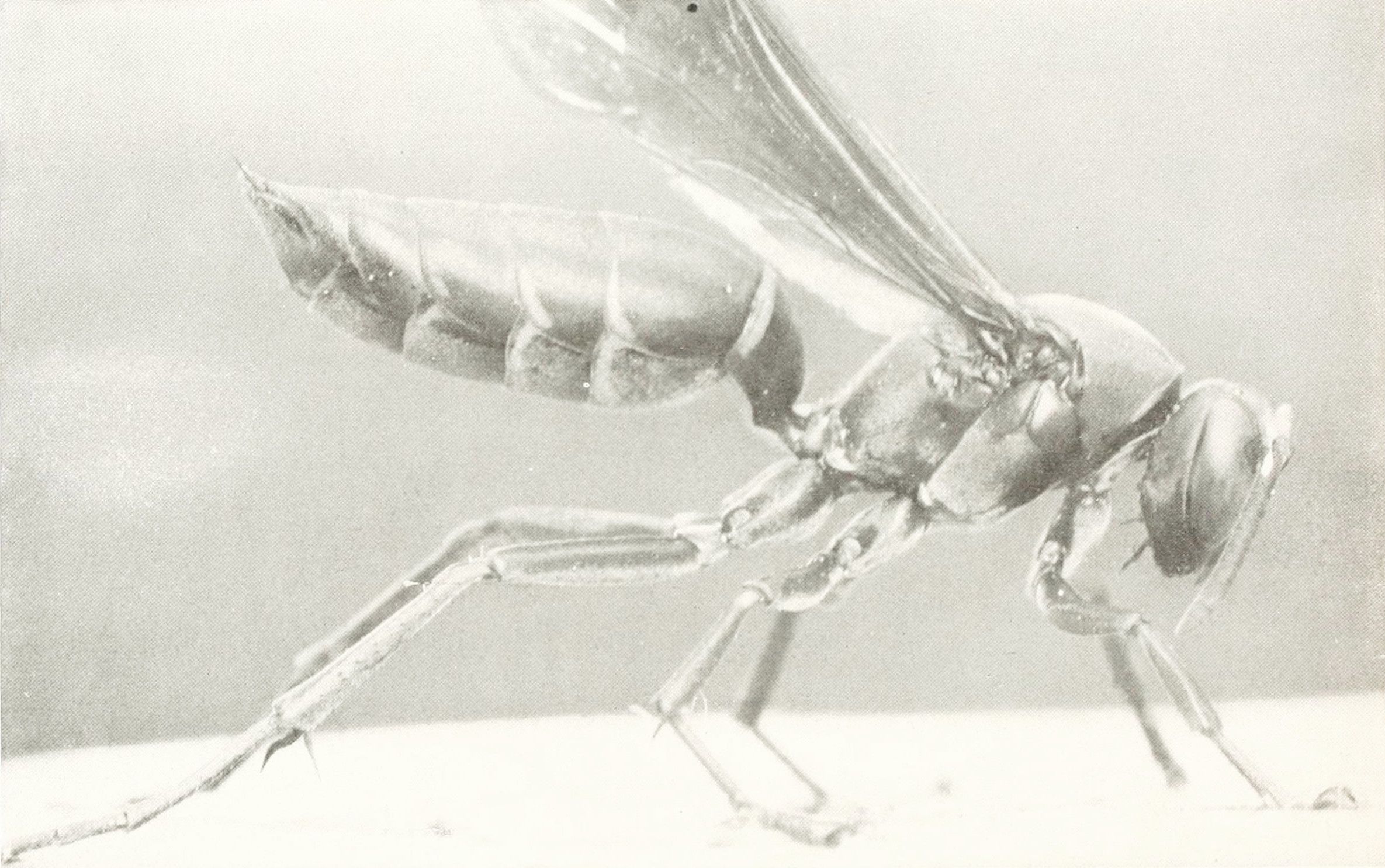 Close-up black and white photograph of a fly with segmented body, long legs, and translucent wings.