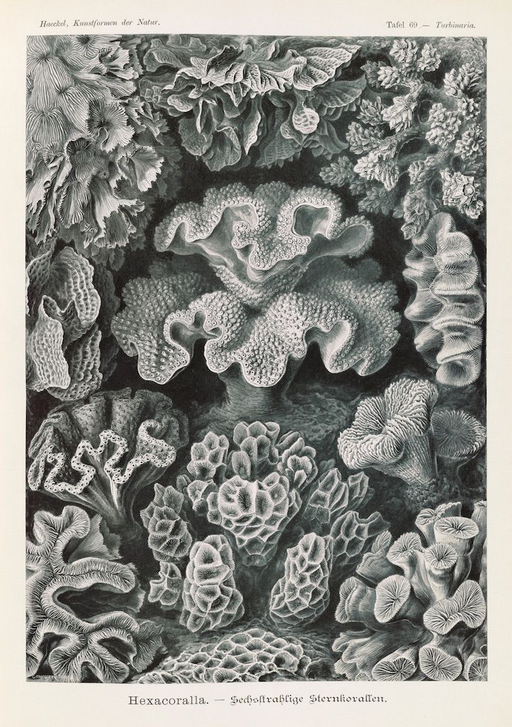A vintage, black and white illustration of various coral formations, densely packed and intricately detailed.