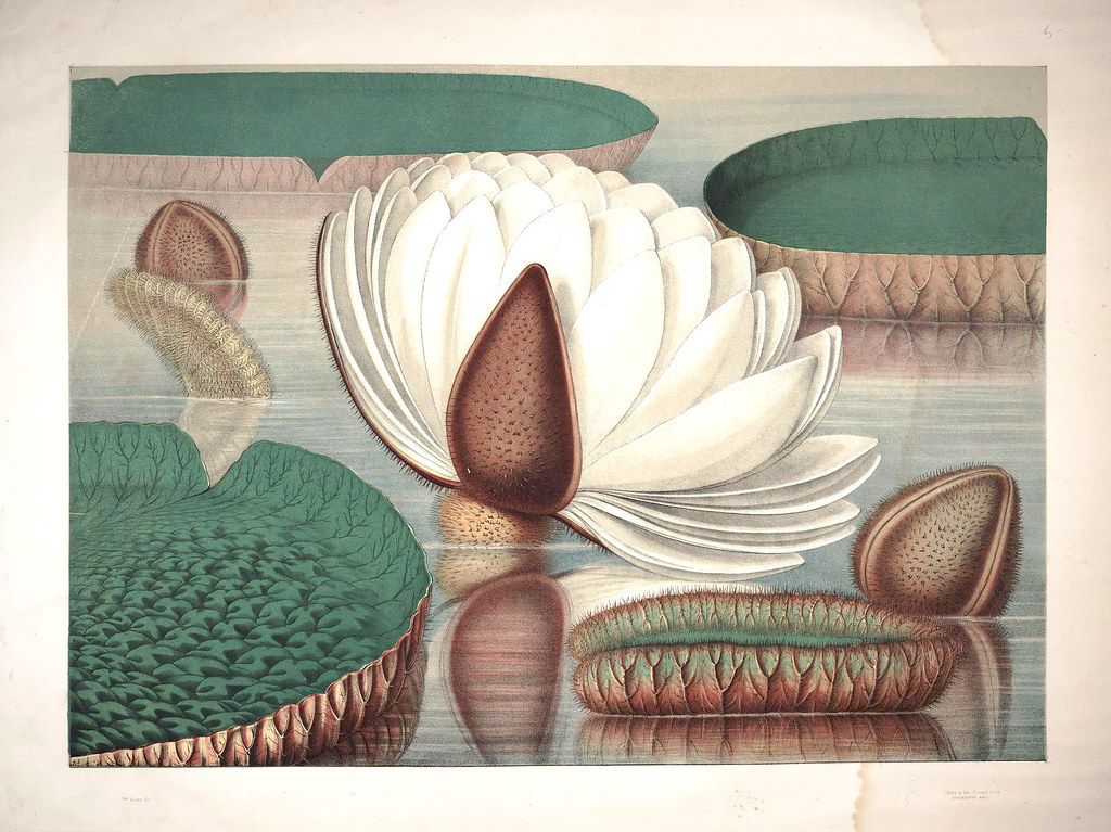 Vintage botanical illustration of a giant water lily with white petals and large, circular lily pads.
