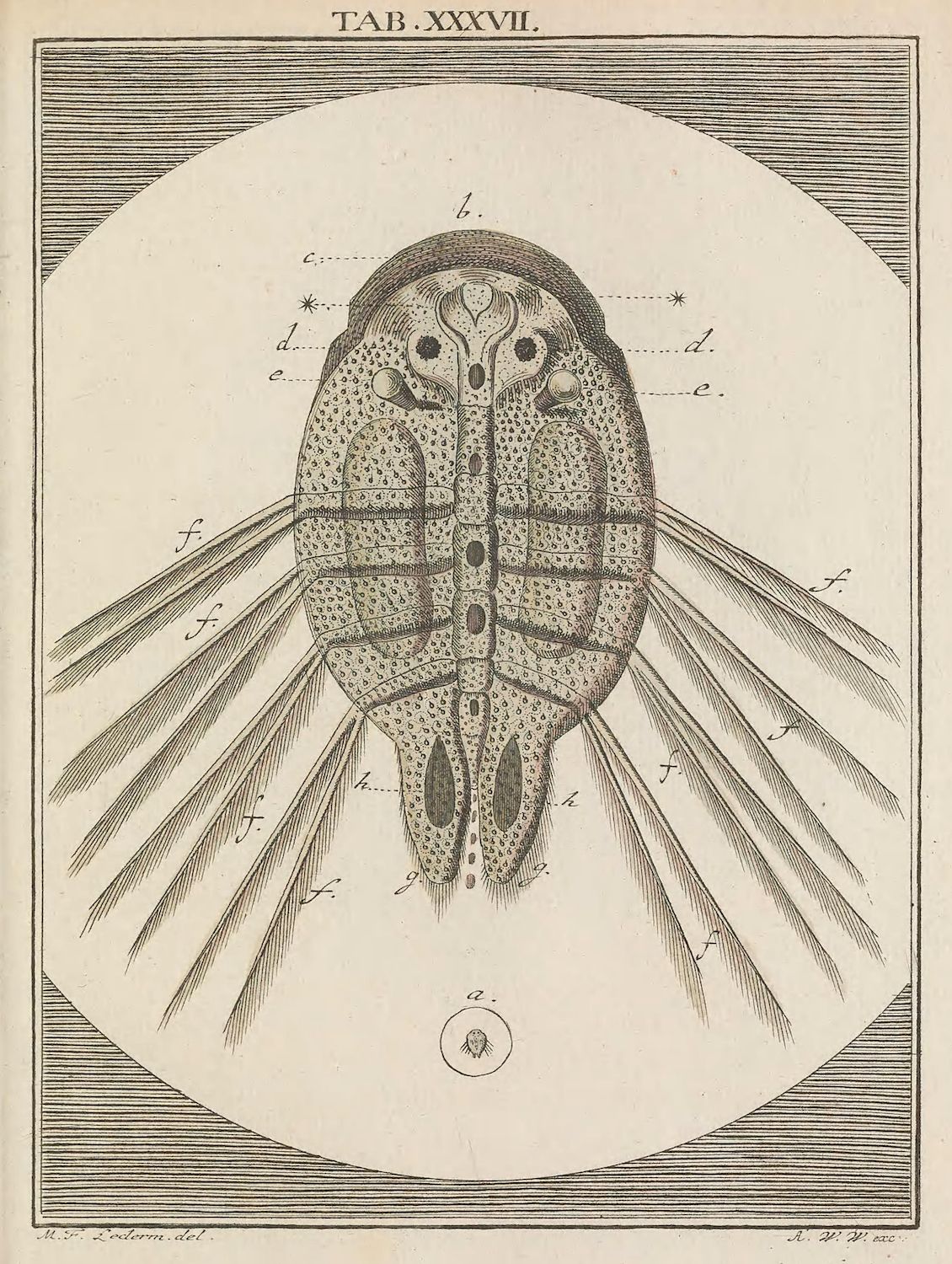 A detailed black and white engraving of a water flea, labeled with letters indicating anatomical features.