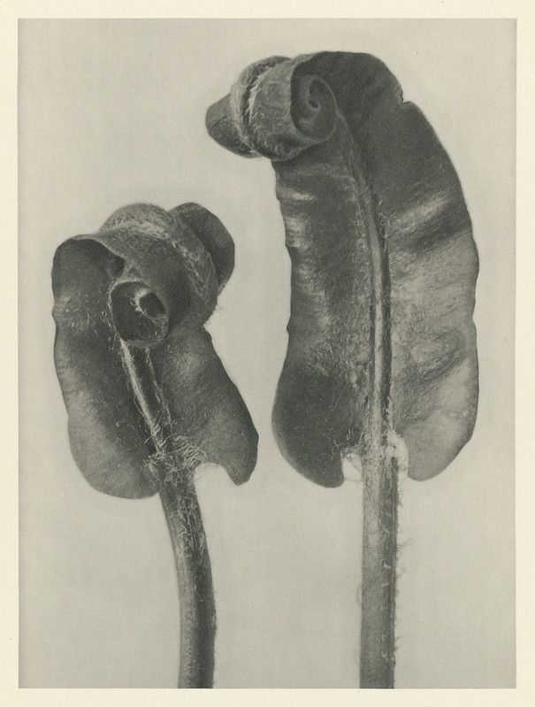 A vintage black and white photograph of two plant buds or tightly curled leaves.