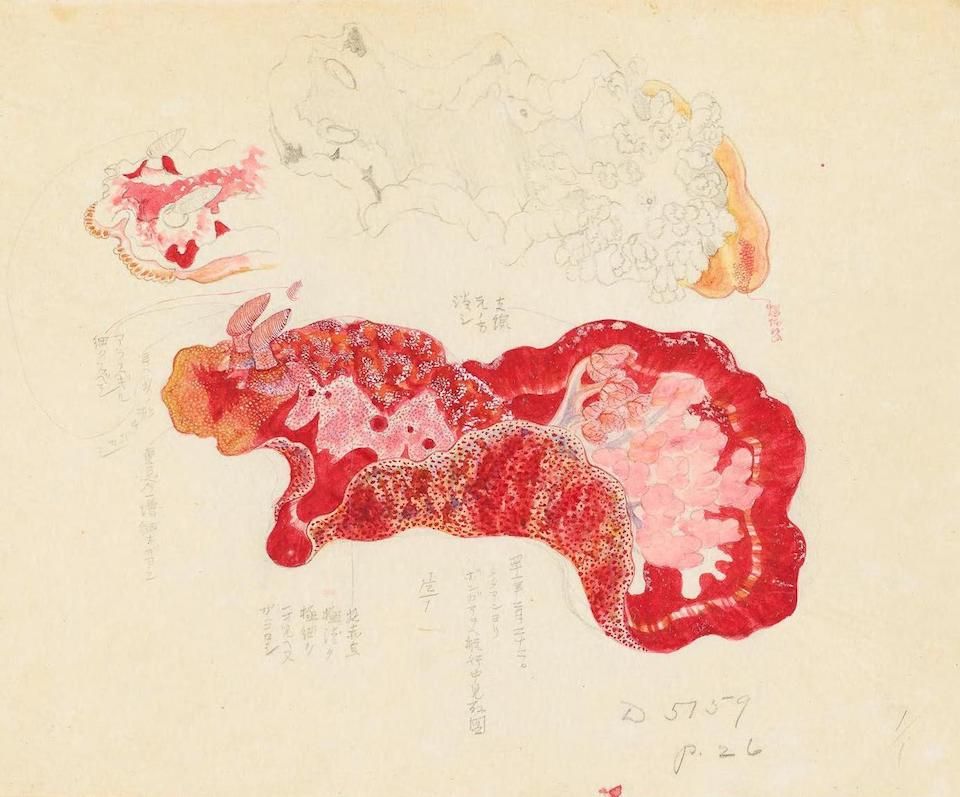 Vintage watercolor illustration of a red and white nudibranch sea slug with Japanese calligraphy and handwritten notes.