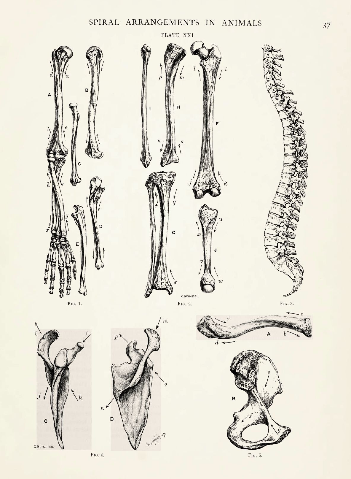 Vintage scientific illustration of animal skeletons and spines with detailed anatomical diagrams and labels.