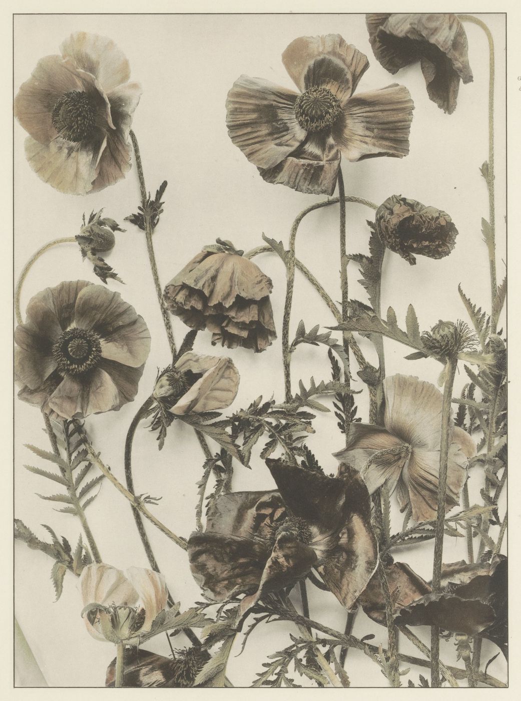 A vintage-style photograph of a cluster of poppies and other wildflowers in sepia tones.