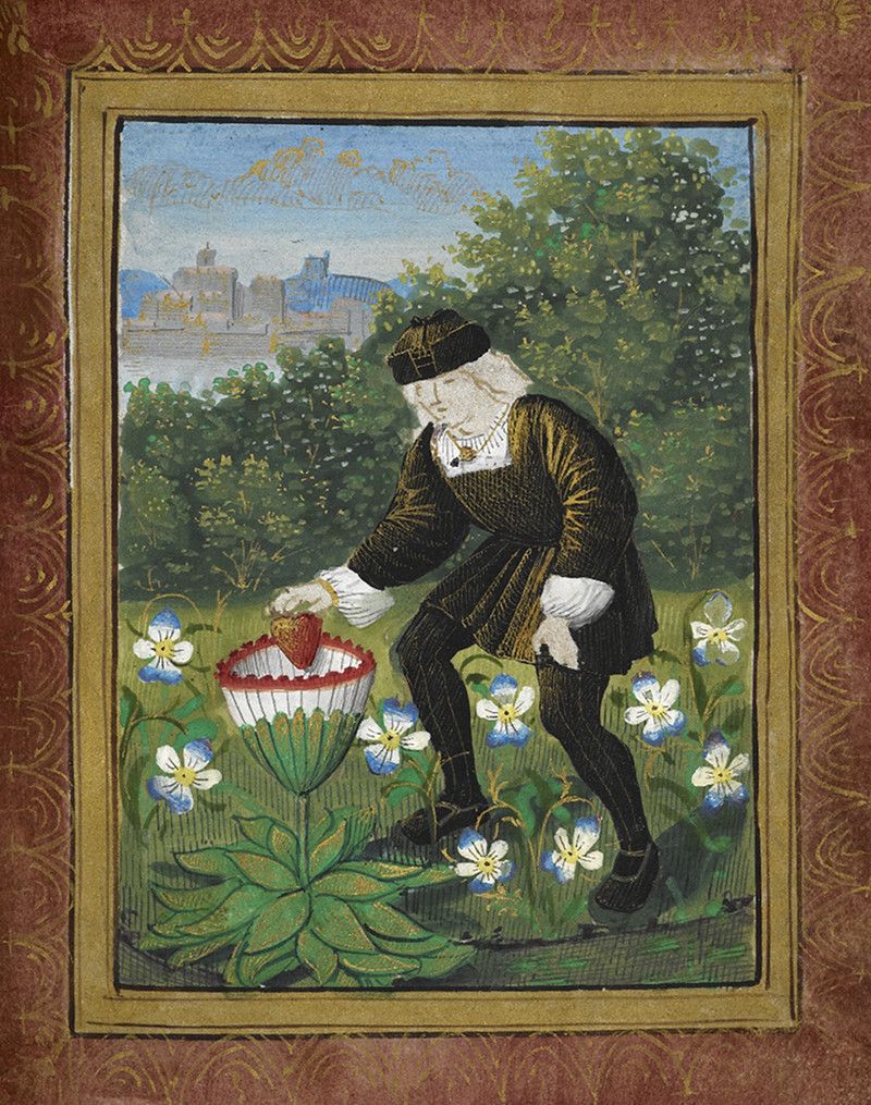 A detailed illustration of a man in dark clothing picking berries from a large white flower in a green landscape with a distant city.