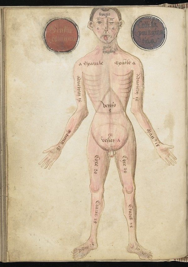 Vintage anatomical illustration of a nude human body with handwritten Latin labels pointing to various body parts.