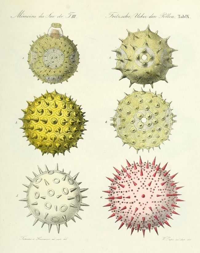 Vintage botanical illustration of six different types of pollen grains, arranged in a 2x3 grid.