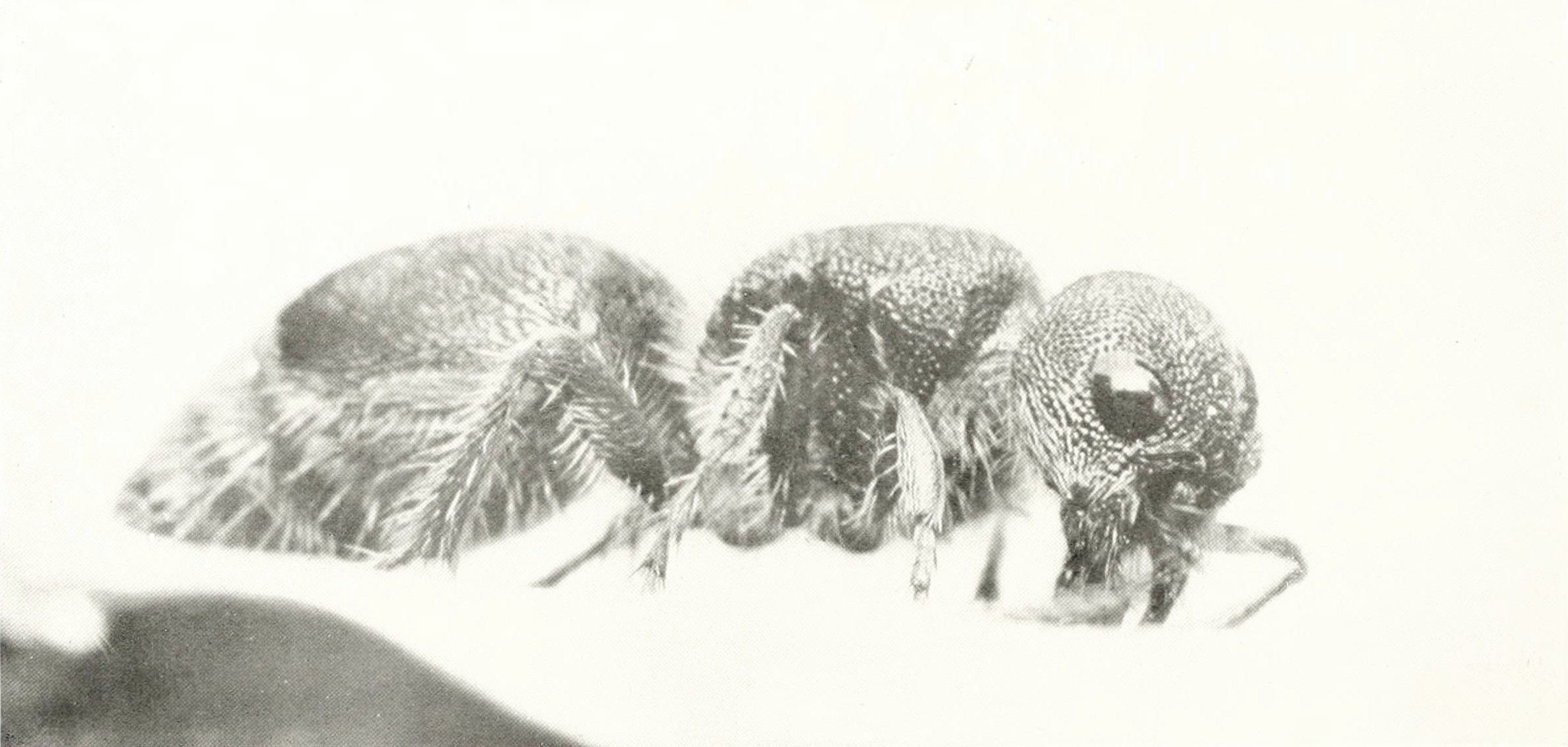 Close-up black and white photograph of an ant.