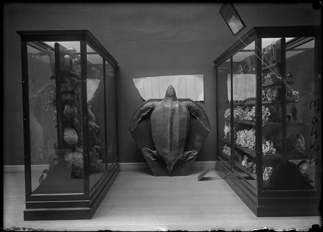 A black and white photograph of a museum exhibit featuring two display cases flanking a large taxidermied sea turtle.