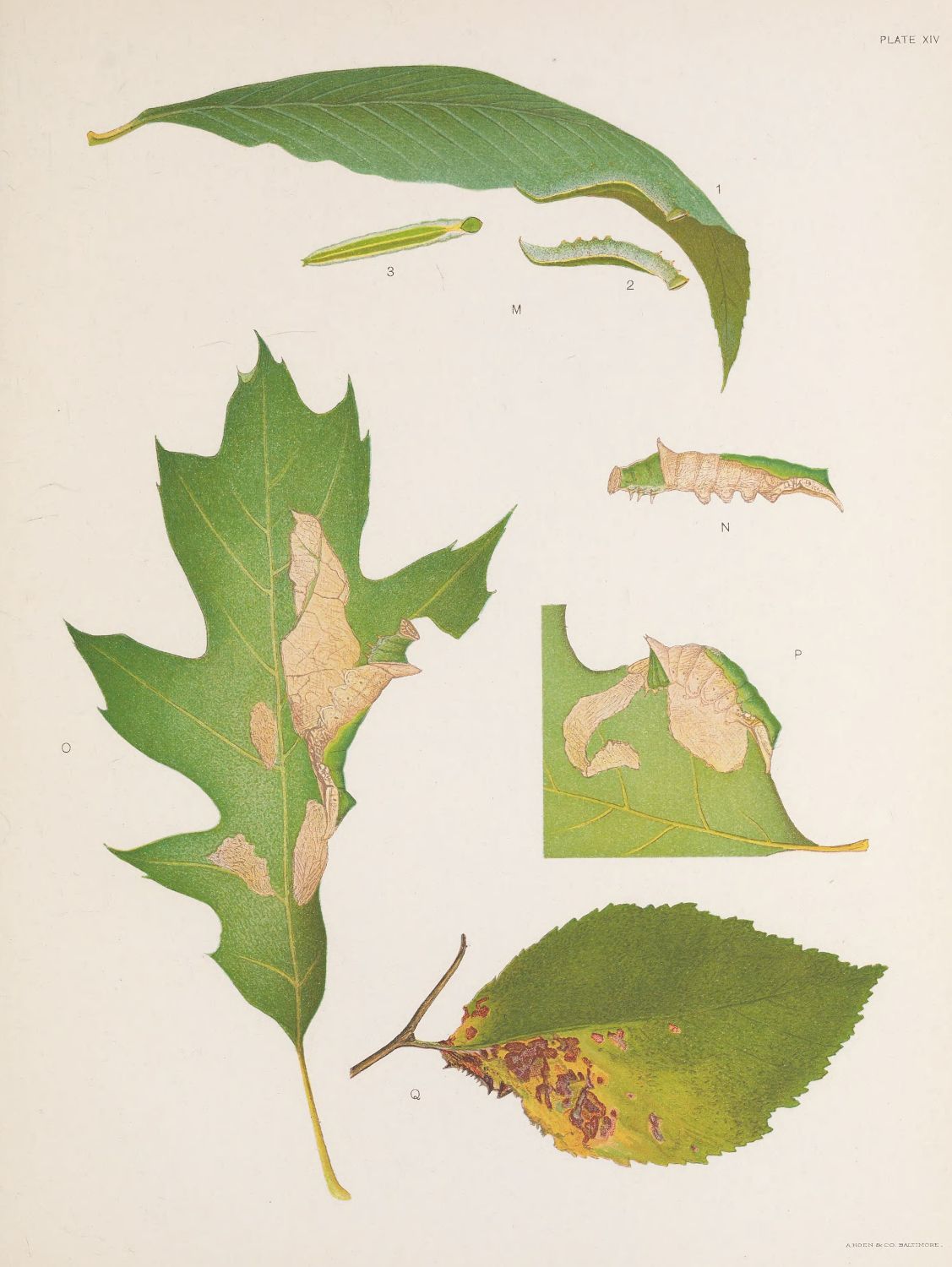 Vintage botanical illustration of oak leaves and insects, labeled 'Plate XIV'.