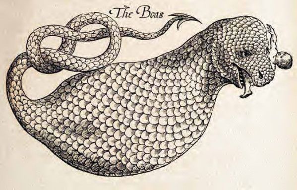 A vintage illustration of a boa constrictor, coiled and with an open mouth, labeled 'The Boas'.