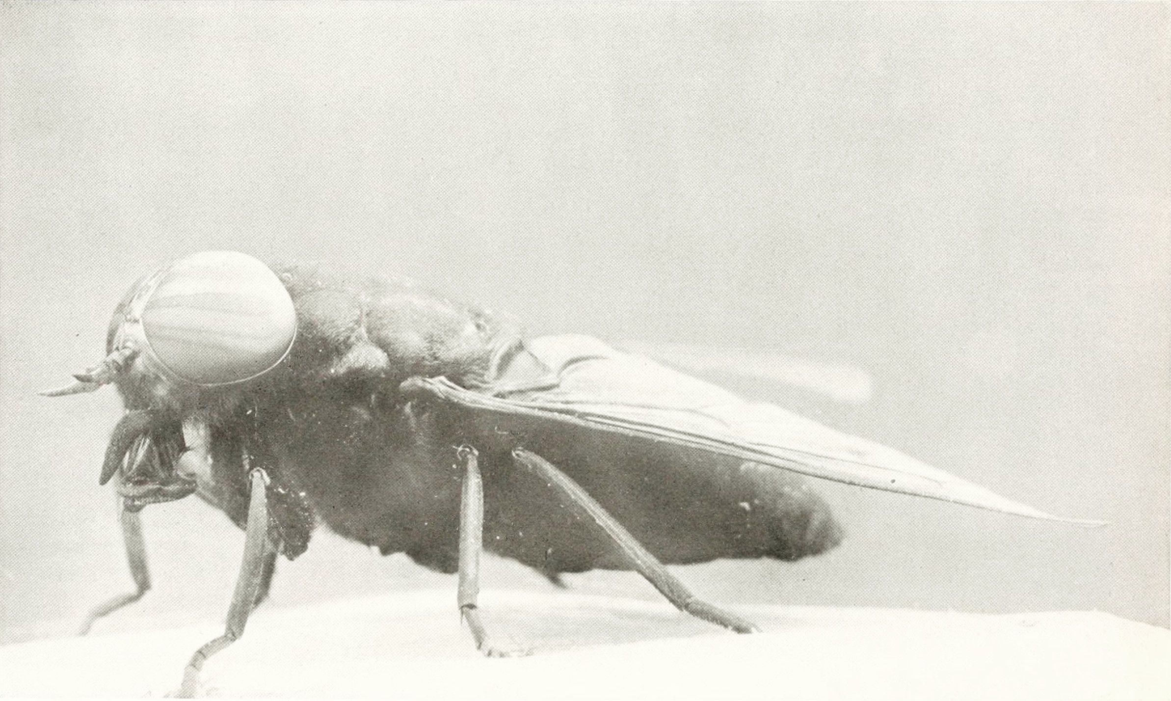 Close-up black and white photograph of a fly in profile.