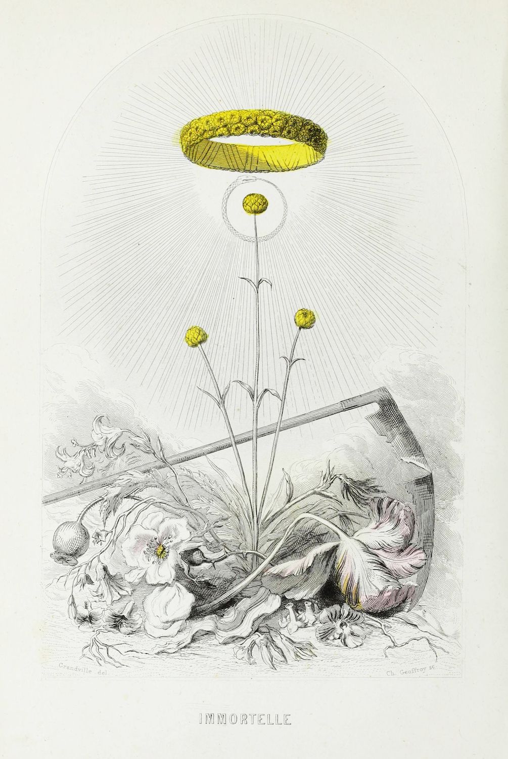 Vintage botanical illustration of an 'Immortelle' plant with yellow flower heads and a radiant halo.