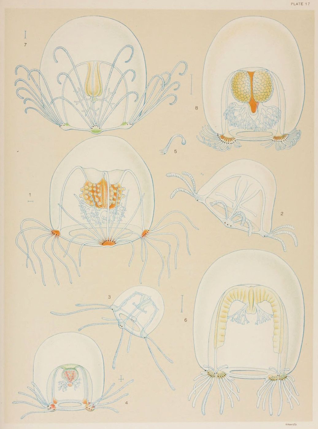 Plate 17: A scientific illustration featuring eight detailed drawings of jellyfish or medusa-like organisms on a pale yellow background. Each drawing is numbered and showcases the organism's internal structures and radial symmetry.