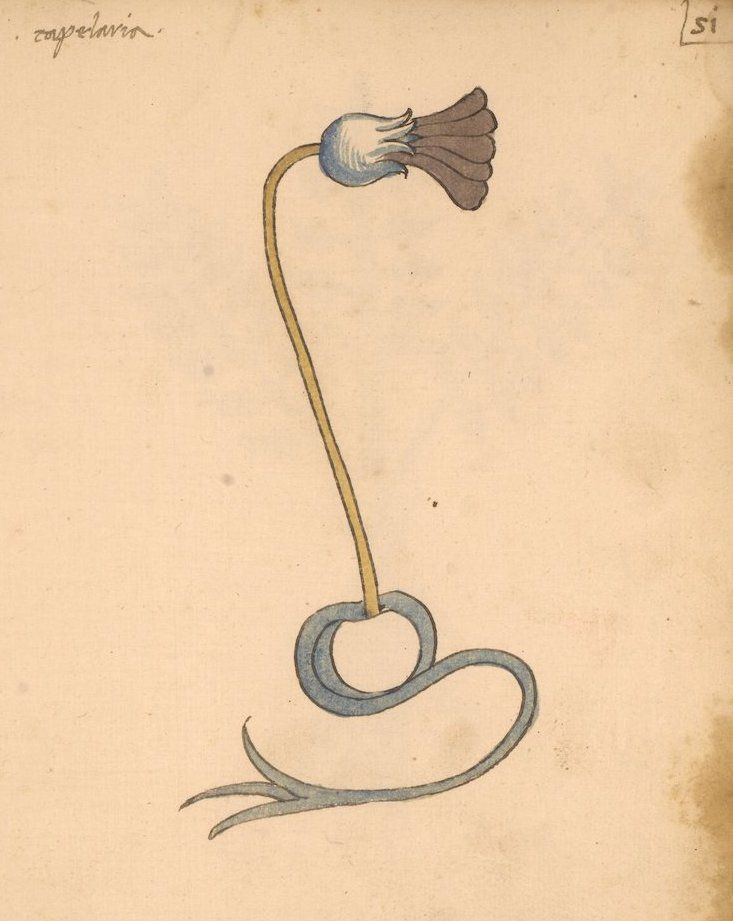 Vintage botanical illustration of a stylized flower with a curved stem and decorative curls.