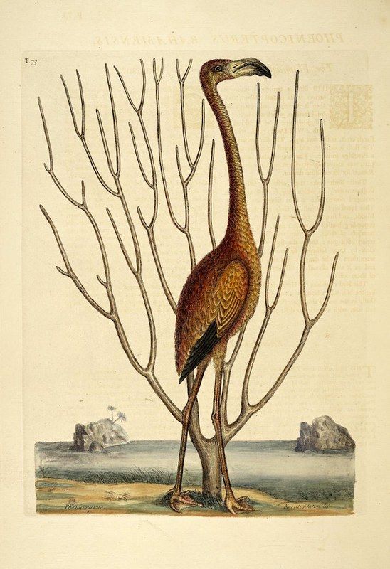 Vintage illustration of a reddish-brown bird with a long neck and legs standing in front of a tree in a landscape.