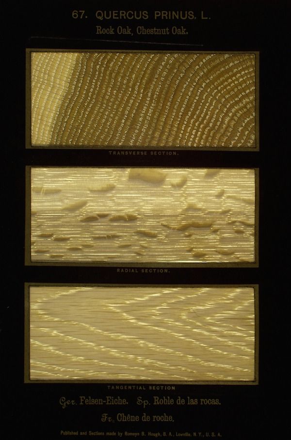 Vintage botanical illustration of three wood sections from a Rock Oak or Chestnut Oak (Quercus prinus L.).