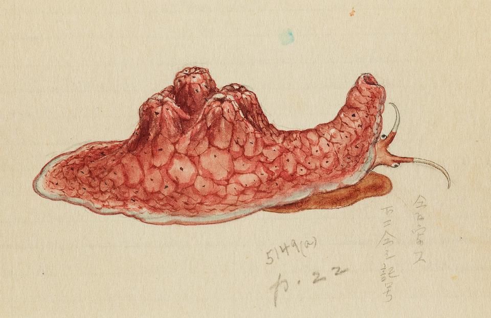 A detailed watercolor drawing of a reddish-brown sea slug with a bumpy texture and two long tentacles, against a pale yellow background.