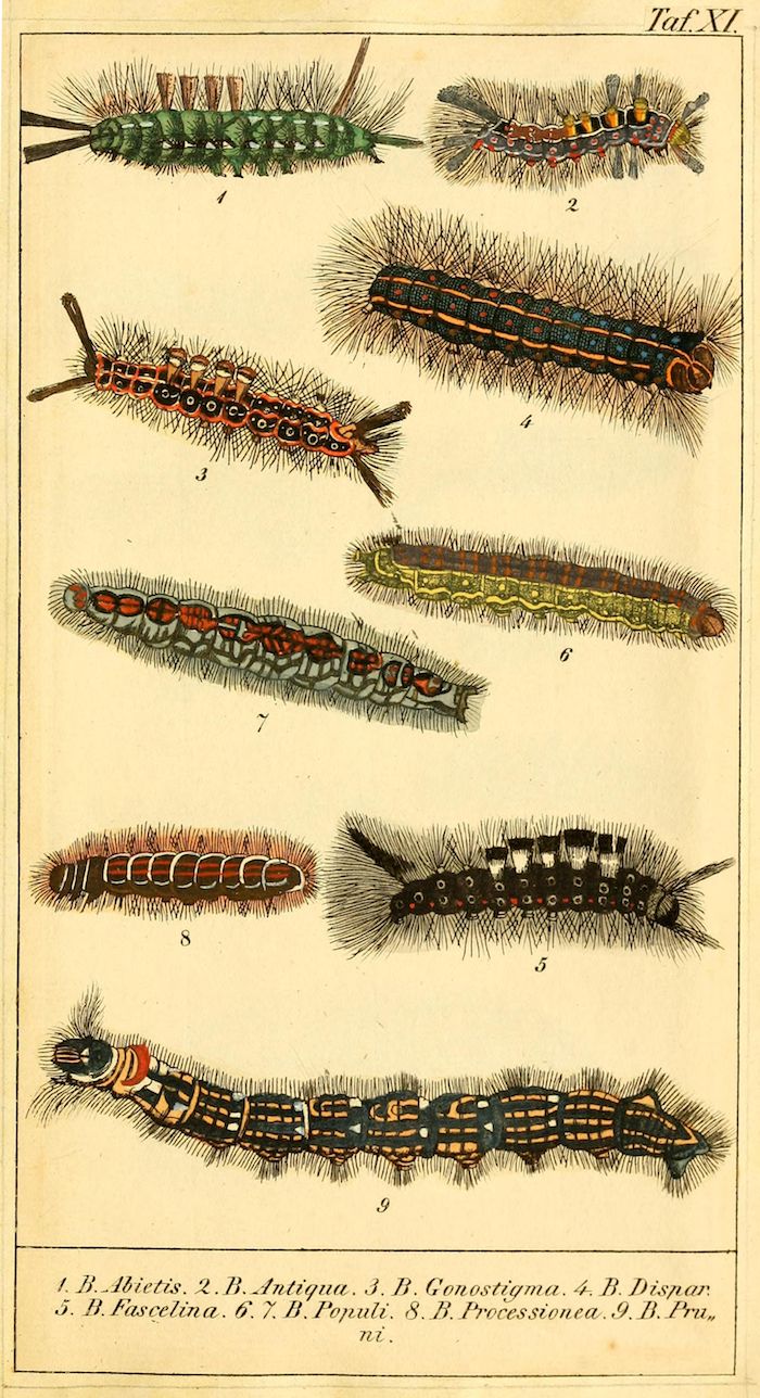 A vintage botanical illustration showcasing nine different species of caterpillars, each labeled with a number and its scientific name.