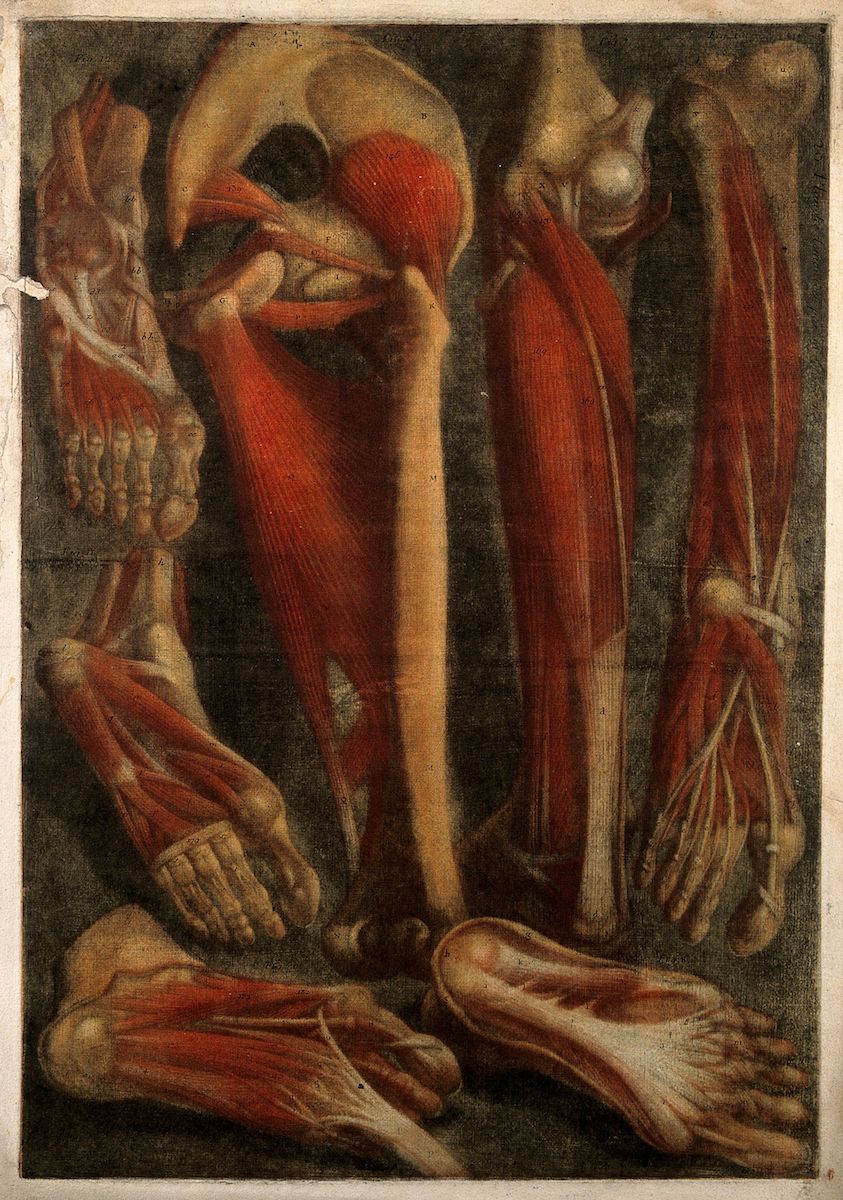 A detailed anatomical study of the human body, with a focus on the muscles and bones of the legs, arms, and torso.