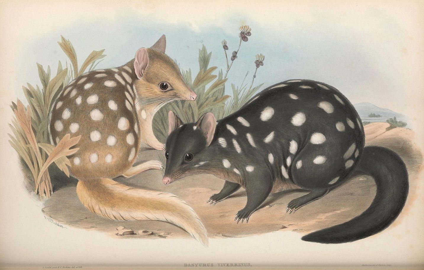 Vintage illustration of two quolls in a grassy landscape.