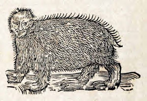 Vintage woodcut illustration of a porcupine walking on a textured ground.