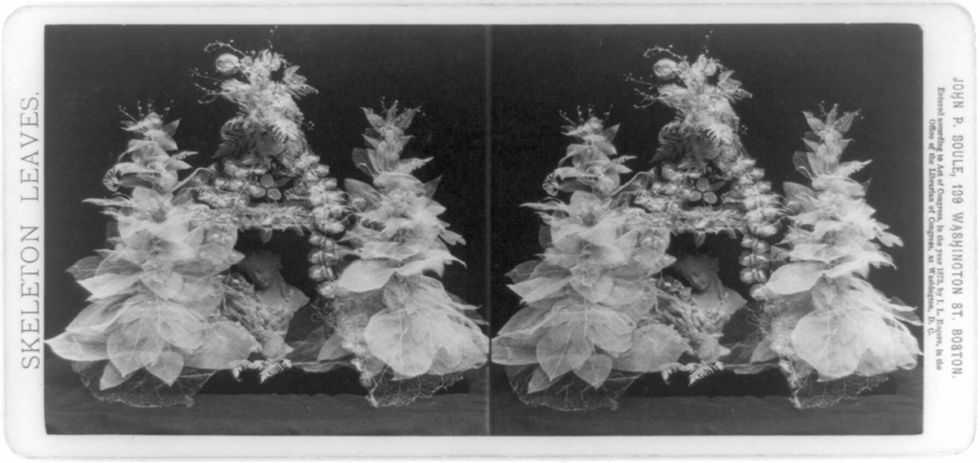 Stereoscope card with two images of skeleton leaves.