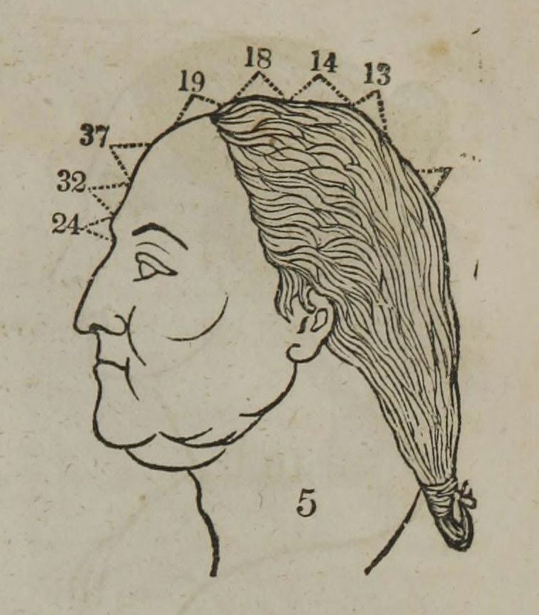 Vintage illustration of a man's head in profile with numbers labeling anatomical features.