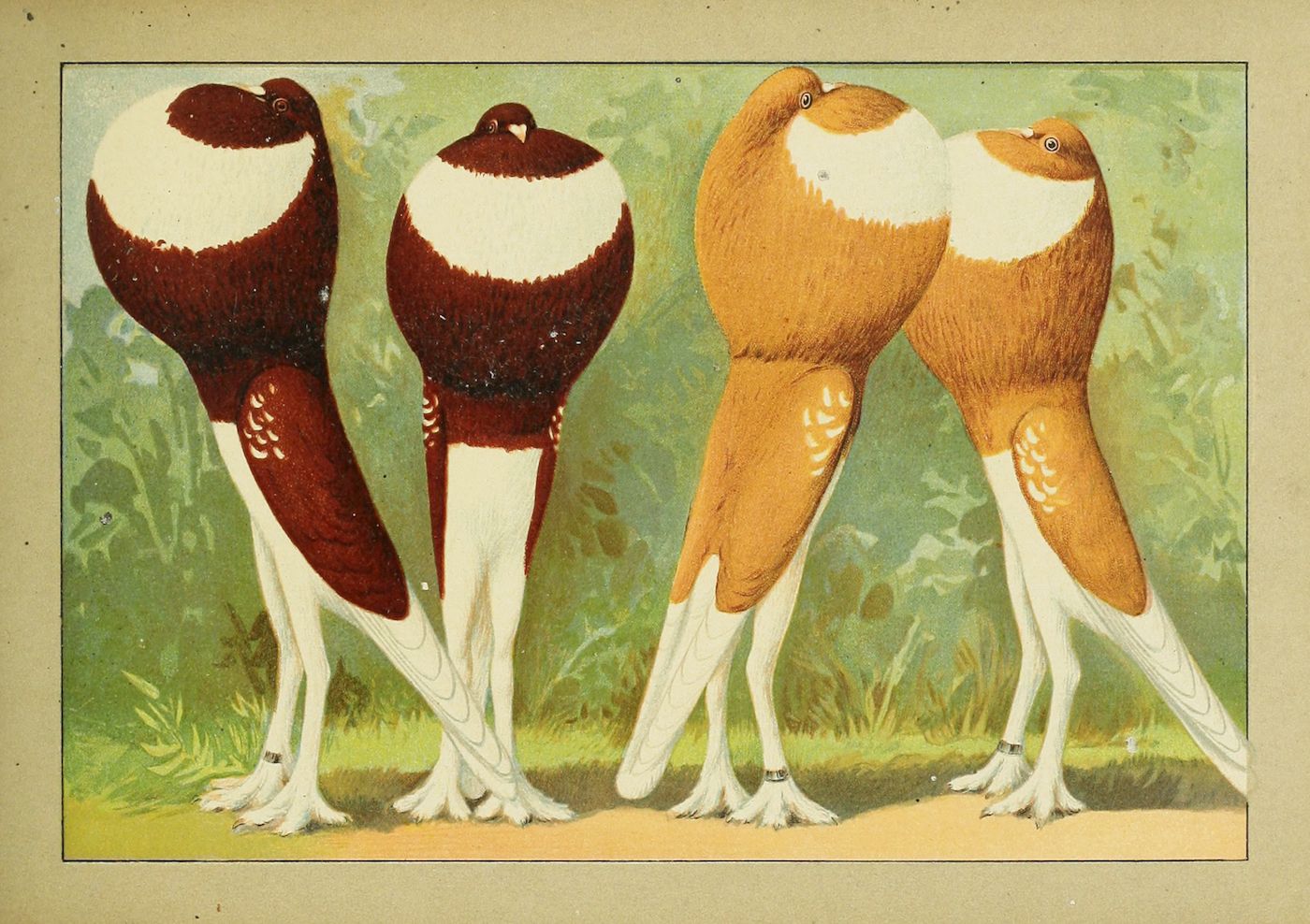 Vintage illustration of two pigeons with contrasting brown and reddish-brown plumage, standing in a grassy field.