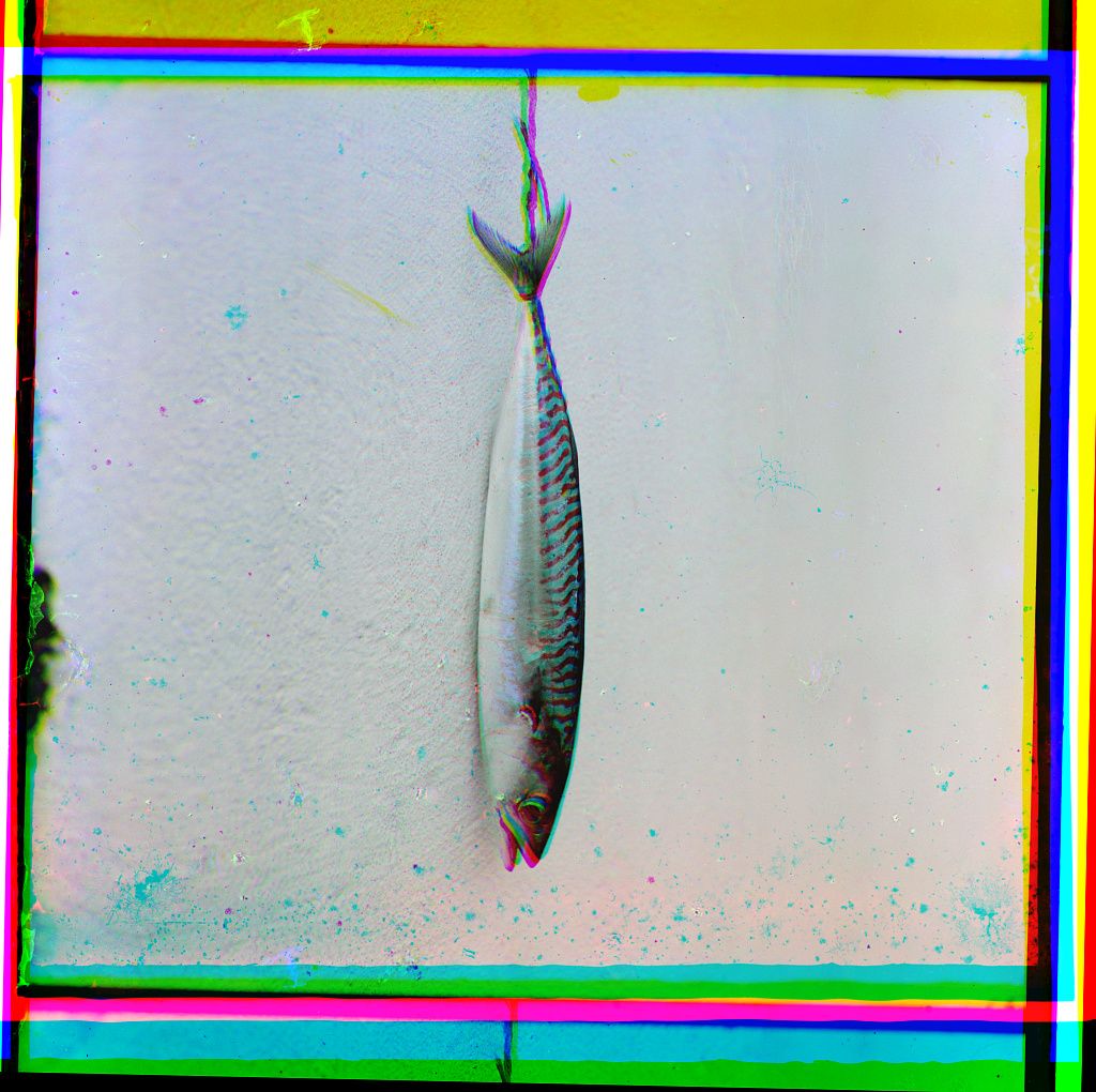 A fish suspended in the center of the frame, with a glitch effect of vibrant, distorted bands of color framing the central subject.