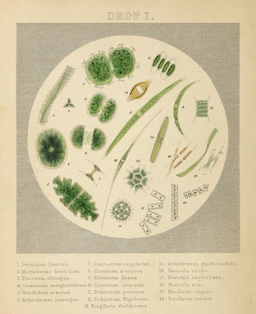 Vintage scientific illustration titled "DROP I.", depicting various microscopic algae and single-celled organisms in a circular arrangement.