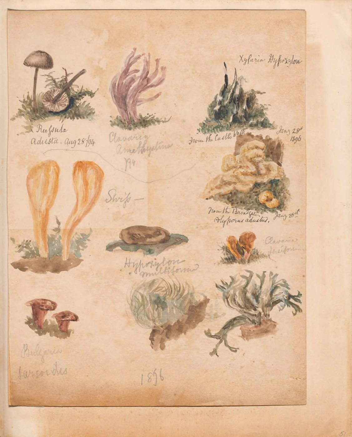 A vintage botanical illustration featuring nine different types of fungi and mushrooms, rendered in watercolor and ink on aged paper. Each specimen is labeled with its name and date of observation.