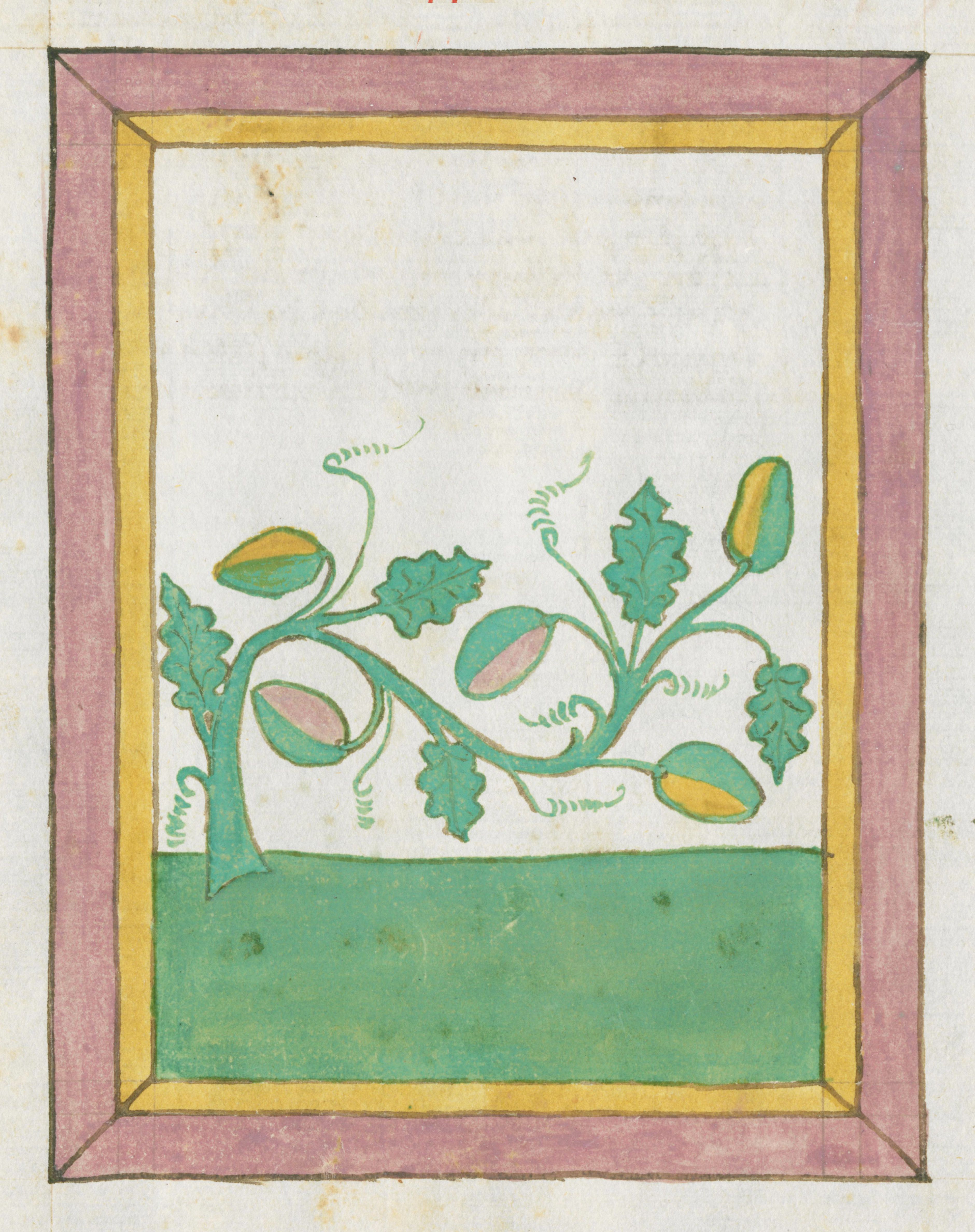 Medieval botanical illustration of a plant with green leaves and colorful pods, framed by a pink and yellow border.