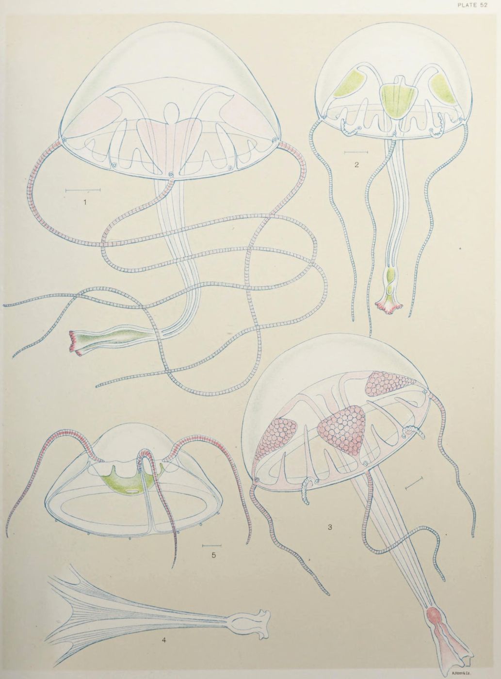 A vintage scientific illustration of five jellyfish, numbered 1 through 5, with detailed line drawings and some areas colored in green and red. The illustration is labeled 'Plate 52' and signed 'A.J.Cook & Co.'