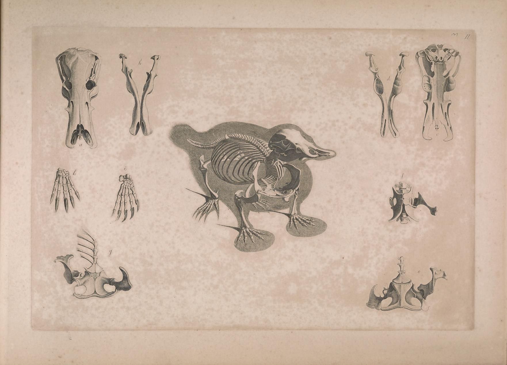 Vintage anatomical illustration of a platypus skeleton with detailed drawings of individual skeletal parts.