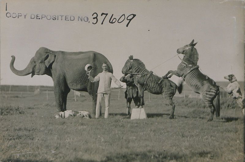 Vintage sepia-toned photograph of an elephant, zebra, and horse posed together in a grassy field with a man holding a whip.