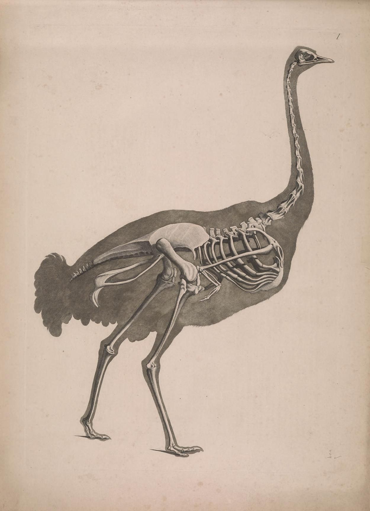 Vintage anatomical illustration of an ostrich, showing a full-body rendering on one side and a detailed skeletal structure on the other.