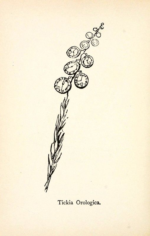 Vintage botanical illustration of a plant with pocket watch flowers, labeled 'Tickia Orologica'.