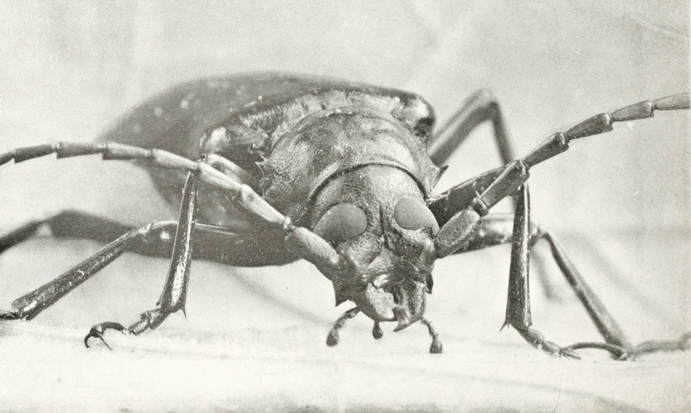 Close-up black and white photograph of a longhorn beetle with long antennae and legs.