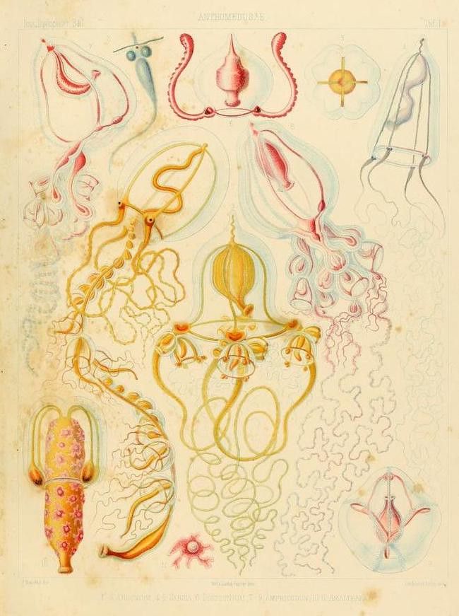 A vintage scientific illustration of various marine invertebrates, likely jellyfish or related sea creatures, rendered in delicate watercolor and detailed line work with a pale yellow background.