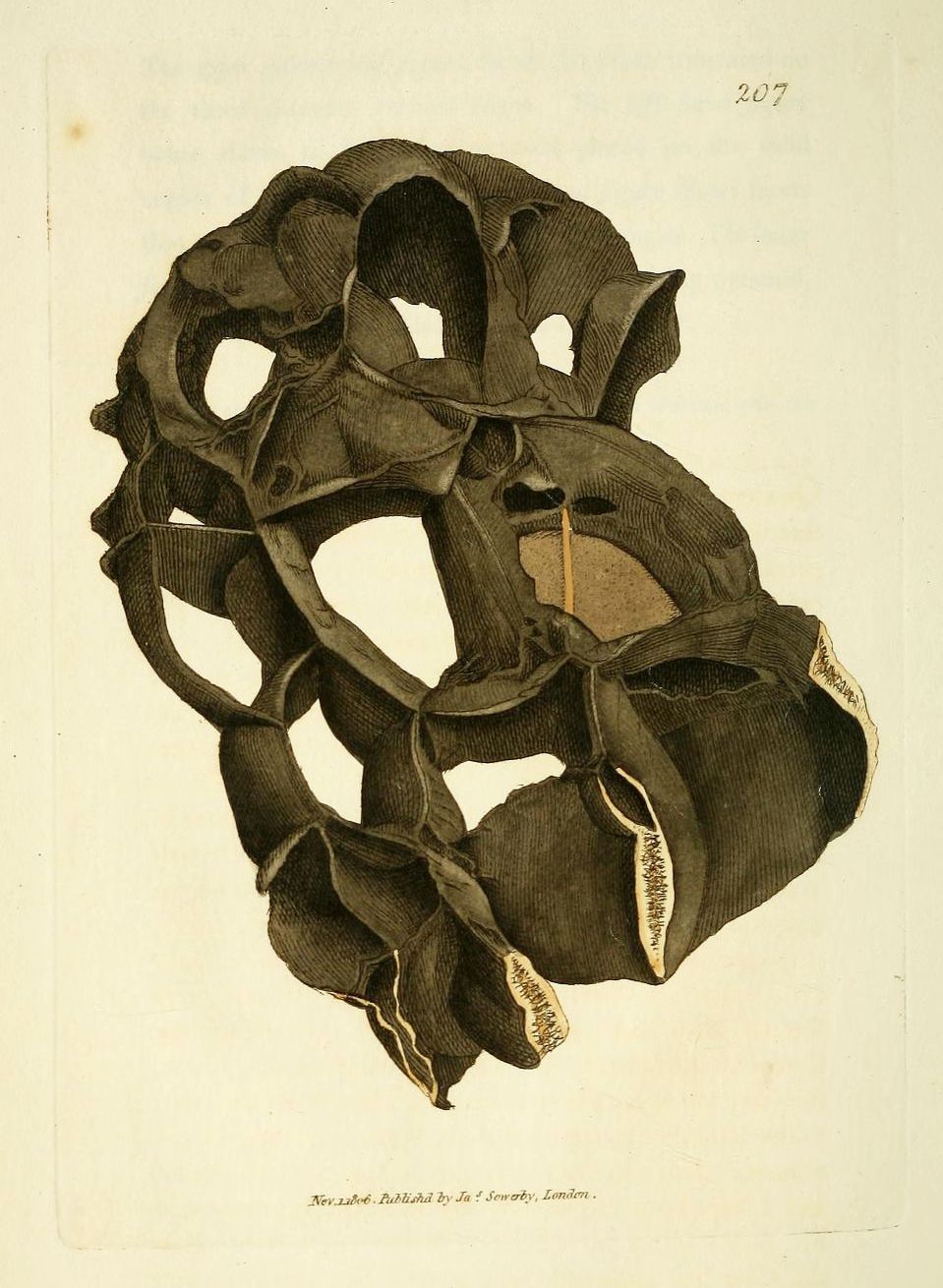 Vintage anatomical illustration of an animal skull with intricate linework and shading, published in 1866.