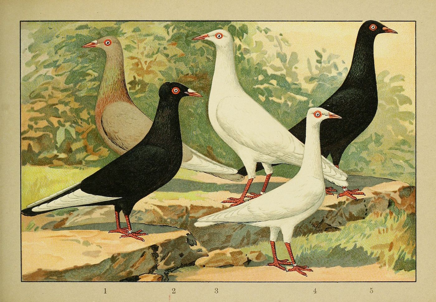 Vintage illustration of five pigeons with different colors and red legs, numbered 1-5, in a green foliage setting.