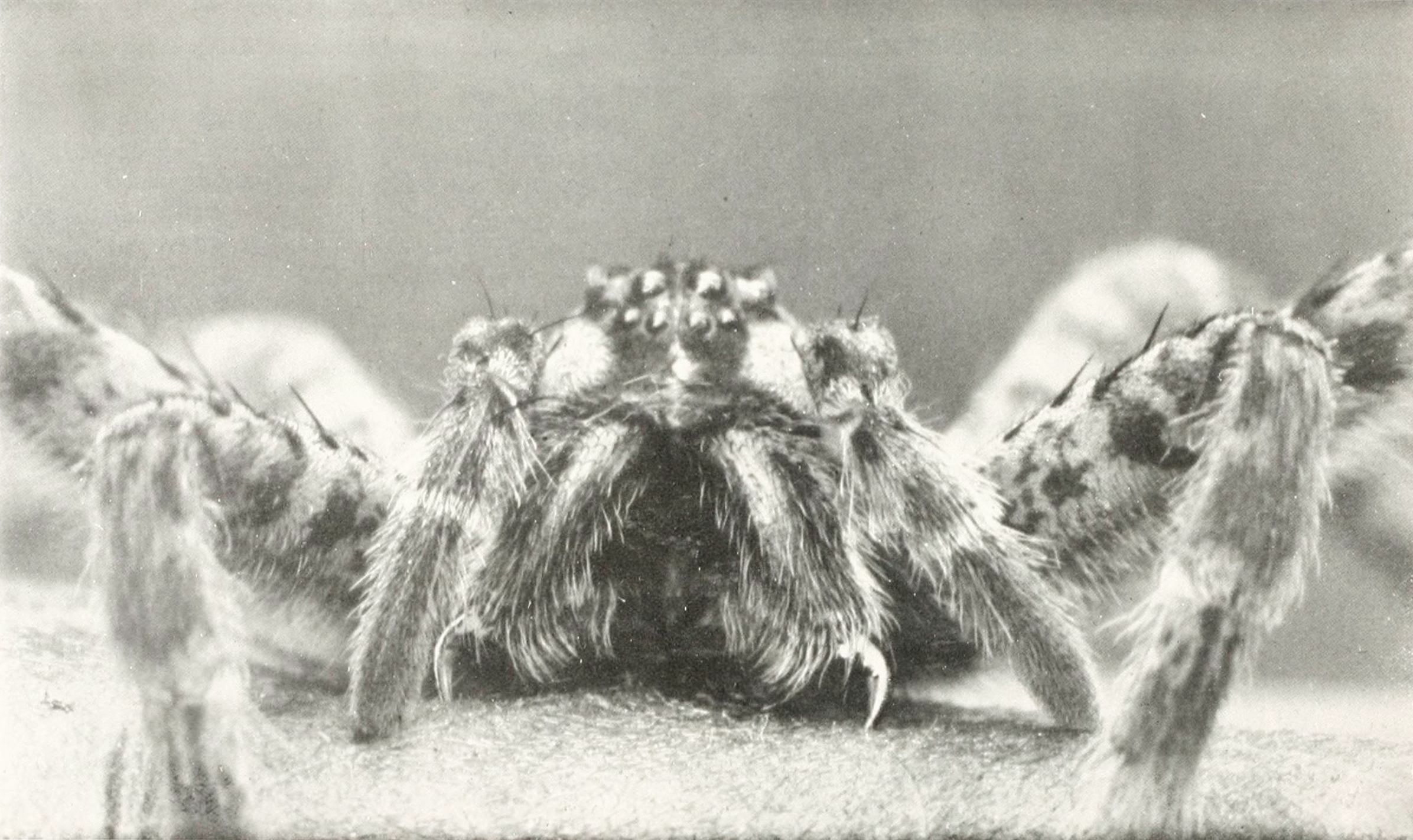 Close-up black and white photograph of a hairy spider with spines on its legs and body.